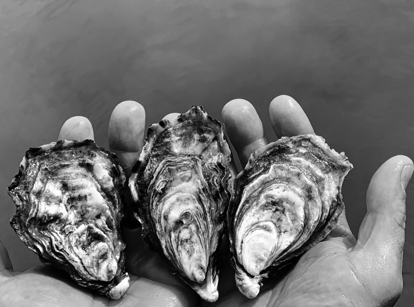 Trois belles huîtres du Bassin posées dans une main